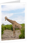 Southern giraffe, Okavango Delta by Anonymous