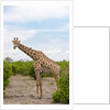 Southern giraffe, Okavango Delta by Anonymous