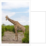 Southern giraffe, Okavango Delta by Anonymous