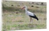 White stork, Okavango Delta by Anonymous