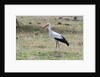White stork, Okavango Delta by Anonymous