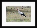 White stork, Okavango Delta by Anonymous
