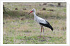 White stork, Okavango Delta by Anonymous