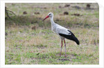 White stork, Okavango Delta by Anonymous
