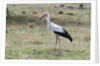White stork, Okavango Delta by Anonymous