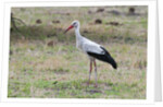 White stork, Okavango Delta by Anonymous