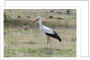 White stork, Okavango Delta by Anonymous