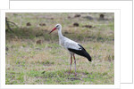 White stork, Okavango Delta by Anonymous