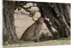 Cheetah, Masai Mara by Anonymous