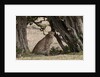 Cheetah, Masai Mara by Anonymous