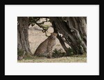 Cheetah, Masai Mara by Anonymous