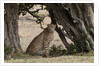 Cheetah, Masai Mara by Anonymous
