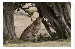 Cheetah, Masai Mara by Anonymous