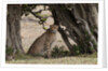 Cheetah, Masai Mara by Anonymous