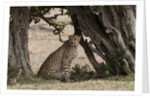 Cheetah, Masai Mara by Anonymous