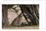 Cheetah, Masai Mara by Anonymous