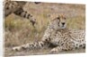Cheetah, Masai Mara by Anonymous