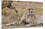 Cheetah, Masai Mara by Anonymous