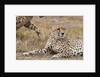 Cheetah, Masai Mara by Anonymous
