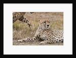 Cheetah, Masai Mara by Anonymous