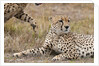 Cheetah, Masai Mara by Anonymous