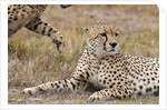 Cheetah, Masai Mara by Anonymous