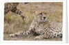 Cheetah, Masai Mara by Anonymous