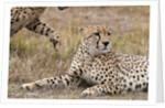 Cheetah, Masai Mara by Anonymous
