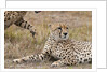 Cheetah, Masai Mara by Anonymous
