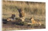 Lion cubs, Masai Mara by Anonymous