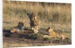 Lion cubs, Masai Mara by Anonymous
