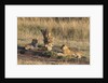 Lion cubs, Masai Mara by Anonymous