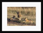 Lion cubs, Masai Mara by Anonymous