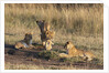 Lion cubs, Masai Mara by Anonymous