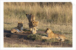 Lion cubs, Masai Mara by Anonymous