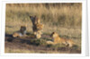 Lion cubs, Masai Mara by Anonymous