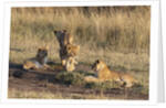 Lion cubs, Masai Mara by Anonymous