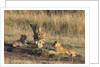 Lion cubs, Masai Mara by Anonymous
