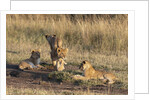 Lion cubs, Masai Mara by Anonymous
