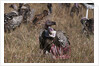 Vultures feeding on a carcass, by Anonymous