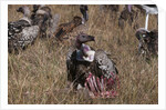 Vultures feeding on a carcass, by Anonymous