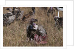 Vultures feeding on a carcass, by Anonymous