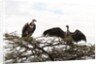 Vultures by Anonymous