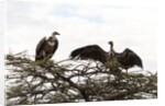 Vultures by Anonymous