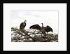 Vultures by Anonymous
