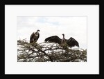 Vultures by Anonymous