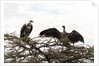 Vultures by Anonymous