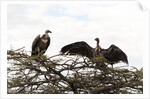 Vultures by Anonymous