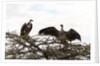 Vultures by Anonymous