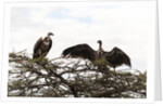 Vultures by Anonymous